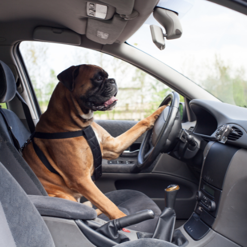 Pet Hair and Odor  Removal